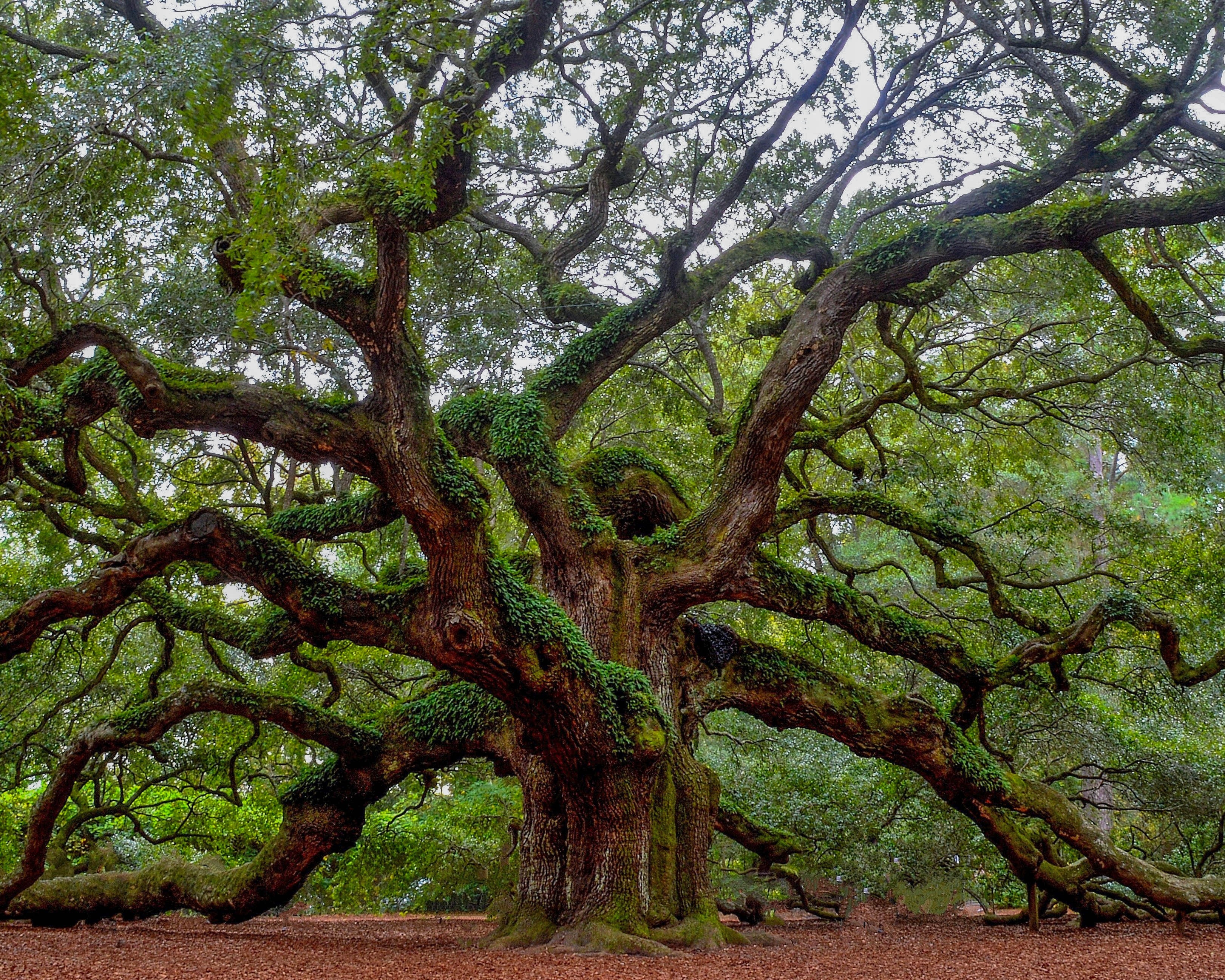 The oak tree, with its towering presence and stately appearance, is often regarded as one of the most iconic